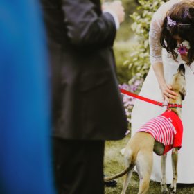 Dog Friendly Weddings